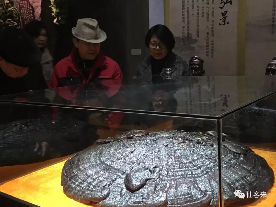 中國靈芝十大品牌|仙客來靈芝|仙客來靈芝破壁孢子粉|仙客來孢子油|仙客來靈芝飲片|仙客來破壁孢子粉|仙客來靈芝中藥飲片|馳名商標(biāo)|www.madree.com.cn|