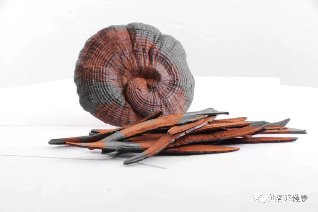 中國靈芝十大品牌|仙客來靈芝|仙客來靈芝破壁孢子粉|仙客來孢子油|仙客來靈芝飲片|仙客來破壁孢子粉|仙客來靈芝中藥飲片|馳名商標(biāo)|www.madree.com.cn|