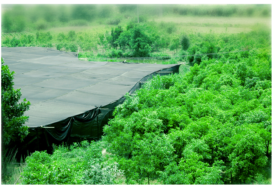 中國靈芝十大品牌|仙客來靈芝|仙客來靈芝破壁孢子粉|仙客來孢子油|仙客來靈芝飲片|仙客來破壁孢子粉|仙客來靈芝中藥飲片|馳名商標|www.madree.com.cn|