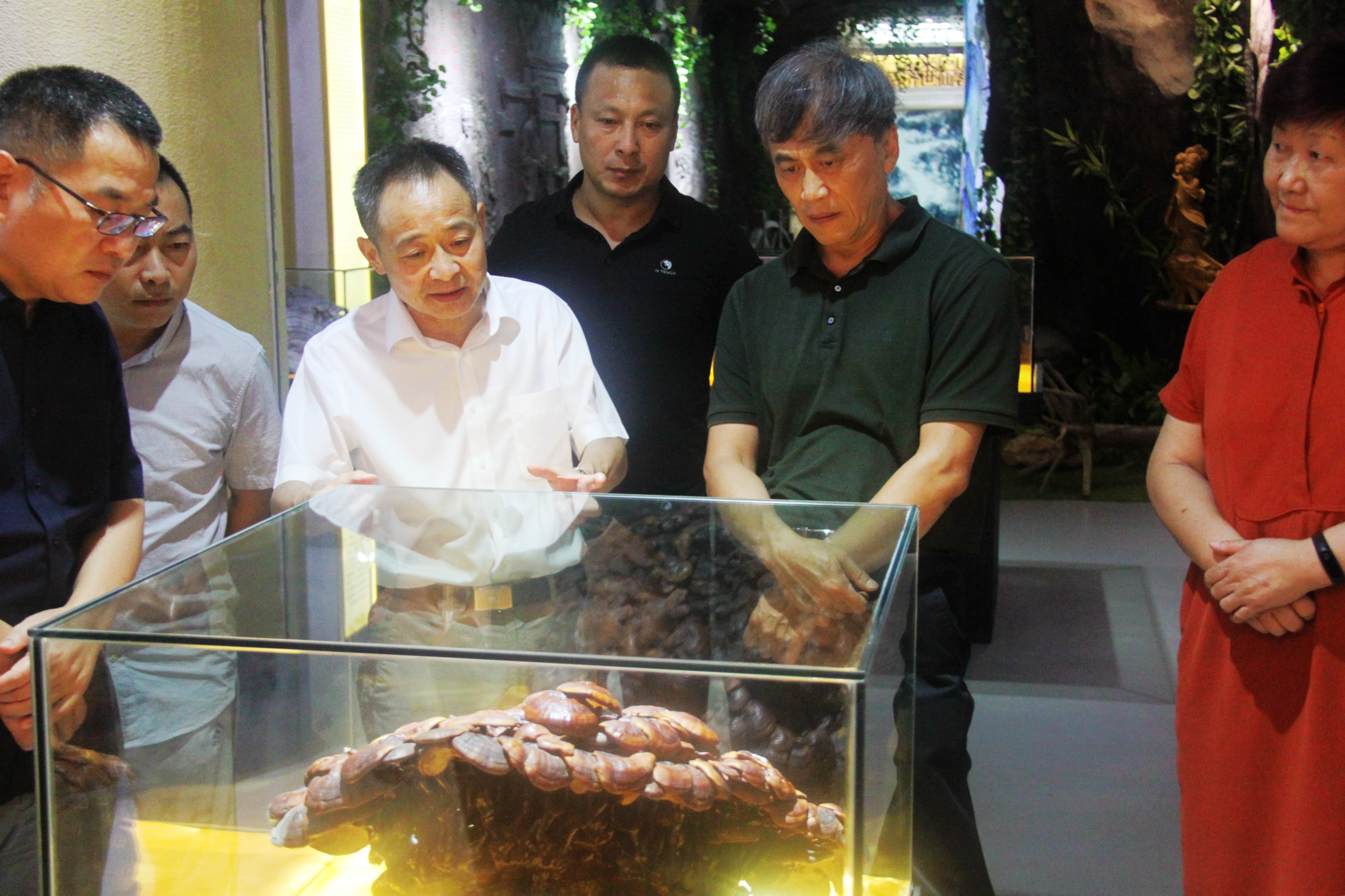 中國靈芝十大品牌|仙客來靈芝|仙客來靈芝破壁孢子粉|仙客來孢子油|仙客來靈芝飲片|仙客來破壁孢子粉|仙客來靈芝中藥飲片|馳名商標(biāo)|www.madree.com.cn|