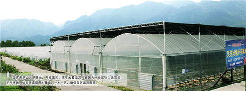 中國靈芝十大品牌|仙客來靈芝|仙客來靈芝破壁孢子粉|仙客來孢子油|仙客來靈芝飲片|仙客來破壁孢子粉|仙客來靈芝中藥飲片|馳名商標(biāo)|www.madree.com.cn|