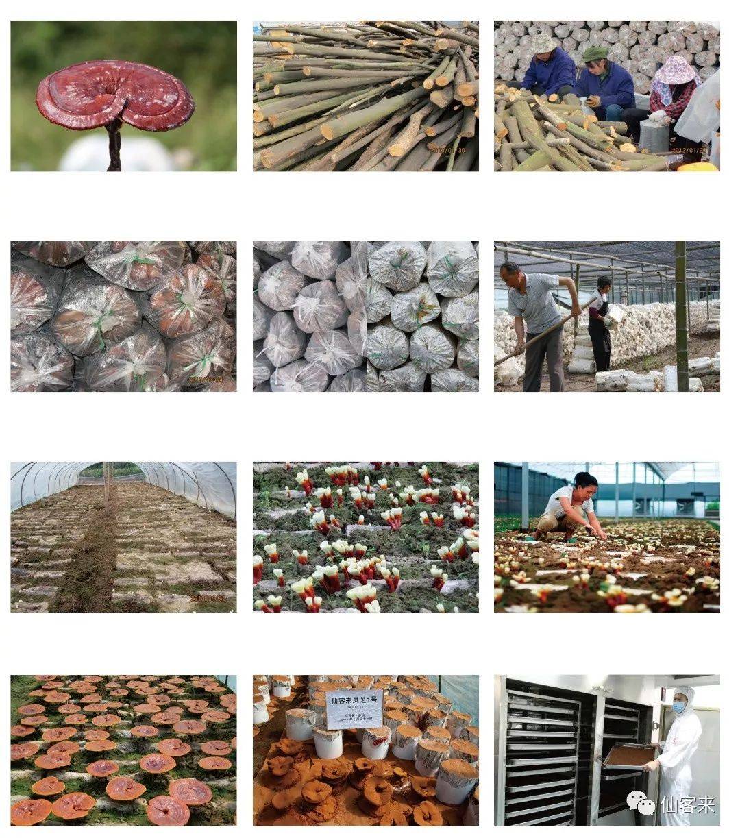 中國(guó)靈芝十大品牌|仙客來(lái)靈芝|仙客來(lái)靈芝破壁孢子粉|仙客來(lái)孢子油|仙客來(lái)靈芝飲片|仙客來(lái)破壁孢子粉|仙客來(lái)靈芝中藥飲片|馳名商標(biāo)|www.madree.com.cn|