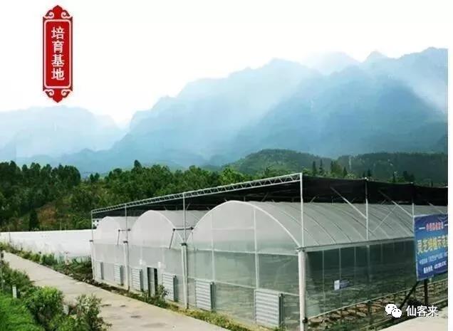 中國(guó)靈芝十大品牌|仙客來(lái)靈芝|仙客來(lái)靈芝破壁孢子粉|仙客來(lái)孢子油|仙客來(lái)靈芝飲片|仙客來(lái)破壁孢子粉|仙客來(lái)靈芝中藥飲片|馳名商標(biāo)|www.madree.com.cn|