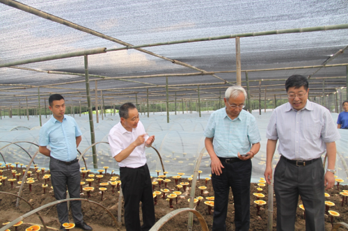 杭州亞運(yùn)會(huì)官方靈芝產(chǎn)品供應(yīng)商|杭州亞運(yùn)會(huì)官方供應(yīng)商|中國(guó)靈芝十大品牌|仙客來靈芝|仙客來靈芝破壁孢子粉|仙客來孢子油|仙客來靈芝飲片|仙客來破壁孢子粉|靈芝孢子油|孢子粉|靈芝破壁孢子粉|靈芝|中華老字號(hào)