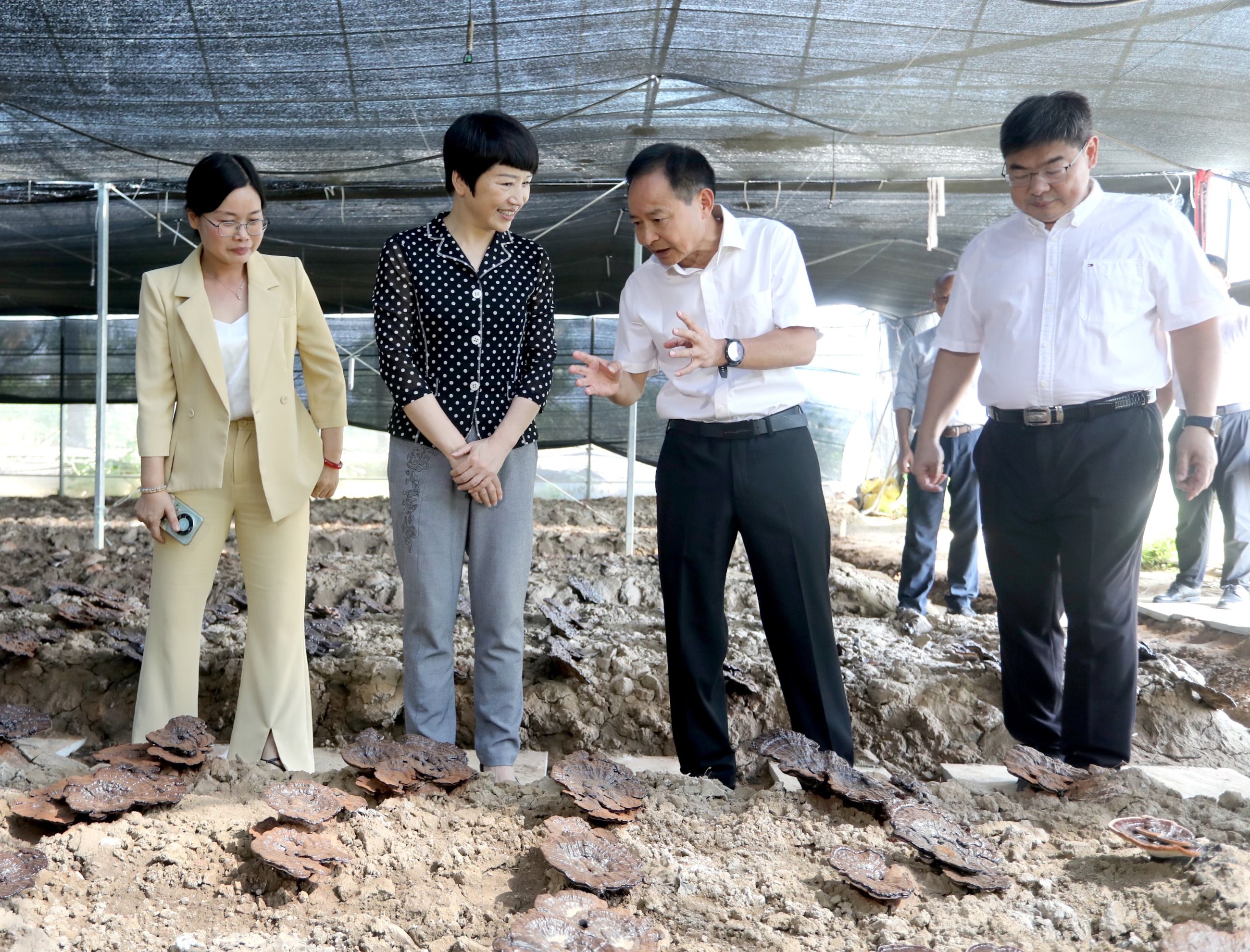 杭州亞運(yùn)會(huì)官方靈芝產(chǎn)品供應(yīng)商|杭州亞運(yùn)會(huì)官方供應(yīng)商|中國靈芝十大品牌|仙客來靈芝|仙客來靈芝破壁孢子粉|仙客來孢子油|仙客來靈芝飲片|仙客來破壁孢子粉|靈芝孢子油|孢子粉|靈芝破壁孢子粉|靈芝|中華老字號(hào)