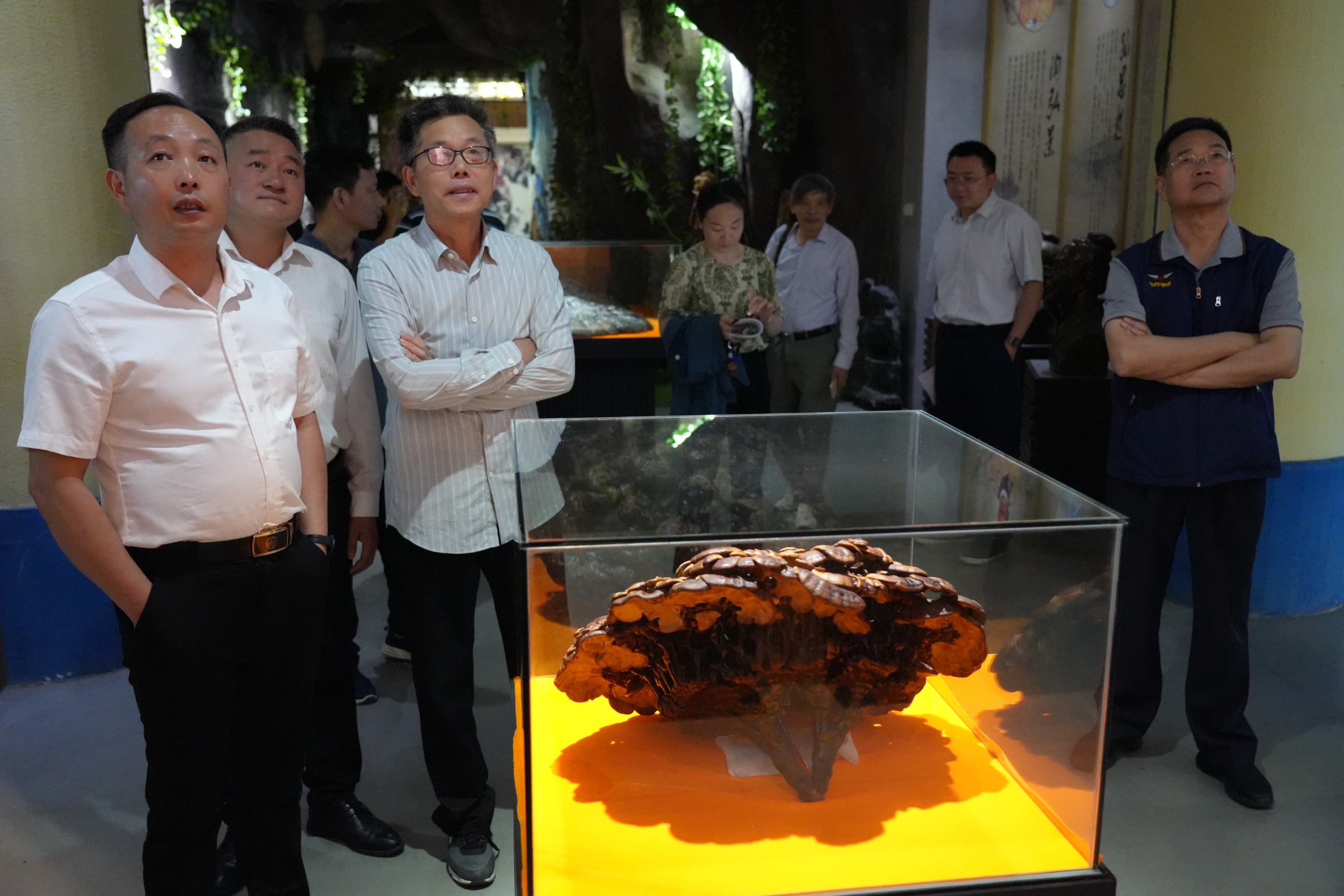 杭州亞運(yùn)會(huì)官方靈芝產(chǎn)品供應(yīng)商|杭州亞運(yùn)會(huì)官方供應(yīng)商|中國靈芝十大品牌|仙客來靈芝|仙客來靈芝破壁孢子粉|仙客來孢子油|仙客來靈芝飲片|仙客來破壁孢子粉|靈芝孢子油|孢子粉|靈芝破壁孢子粉|靈芝|中華老字號(hào)