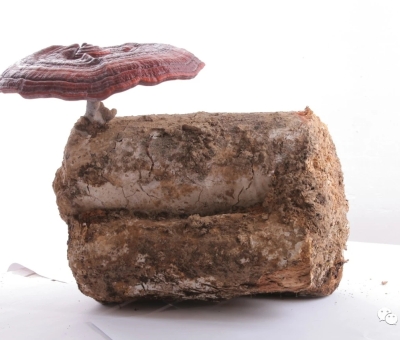 論文發(fā)表 - 中國靈芝屬真菌的多樣性與資源